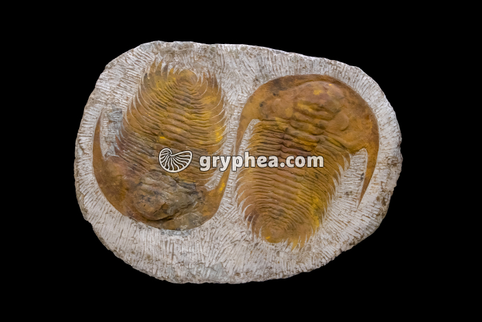 Trilobites géants (genre Paradoxides) - Maroc - Cambrien - gryphea.com